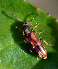 Eichenwurzel-Düsterkäfer