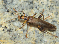 Großer Scheinbockkäfer