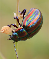 Regenbogen-Blattkäfer