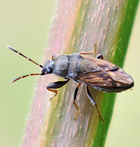 Hellbeiniger Puckler